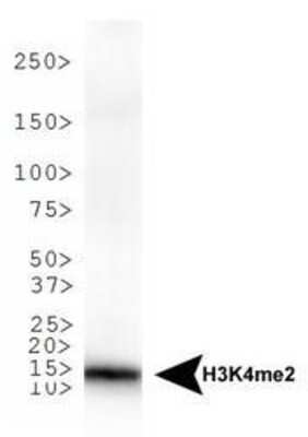 Western Blot: Histone H3 [Dimethyl Lys4] AntibodyBSA Free [NB21-1022]